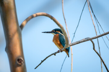 Common kingfisher, Alcedo atthis