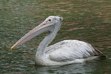 Spot-billed pelican swimming in the pond