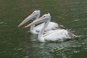 Spot-billed pelican swimming in the pond