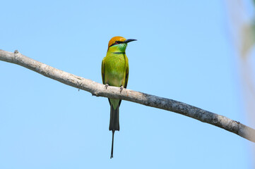 Green Bee-Eater, Little Green bee-eater, Merops Orientalis