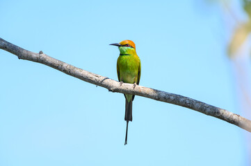 Green Bee-Eater, Little Green bee-eater, Merops Orientalis