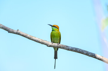 Green Bee-Eater, Little Green bee-eater, Merops Orientalis