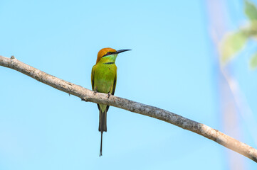 Green Bee-Eater, Little Green bee-eater, Merops Orientalis