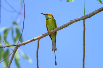 Green Bee-Eater, Little Green bee-eater, Merops Orientalis