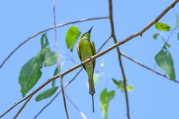 Green Bee-Eater, Little Green bee-eater, Merops Orientalis