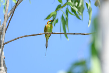 Green Bee-Eater, Little Green bee-eater, Merops Orientalis