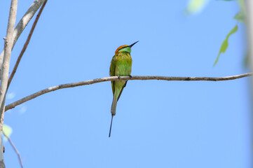 Green Bee-Eater, Little Green bee-eater, Merops Orientalis
