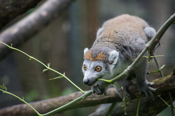 Portrait of wild lemur standing on tree branch