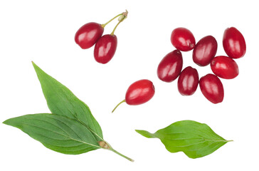 The fruits of dogwood isolated on a white background, top view