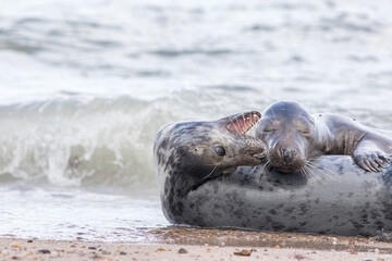 Best friends. Two seals playing together on the beach. Animal affection.