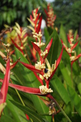 Close up Heliconia (Heliconiaceae, lobster-claws, toucan beak, wild plantains, false bird of paradise) with natural background