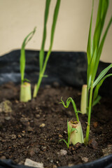 Serai (Cymbopogon citratus) seedlings that are starting to grow. Lemongrass is commonly used for cooking spices and for traditional medicine in Indonesia.