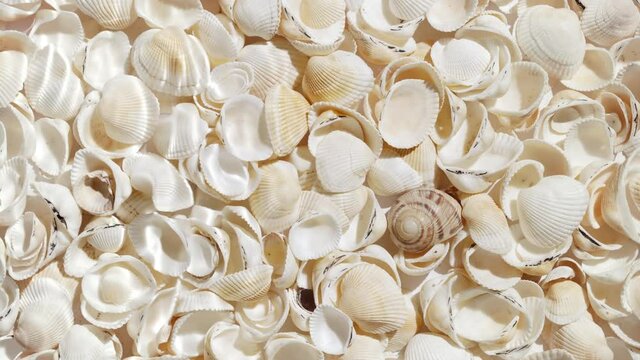 Single wave of water creates ripples spontaneously on sea shell background | Beauty products background shot for commercial