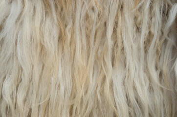 Sheepskin with light long fur close