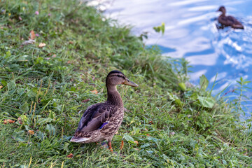 Mallard duck on the bank of lake.