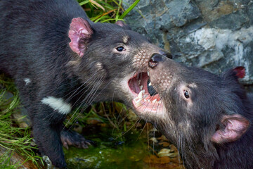 Noisy playing couple of young Tasmanian Devils with a teeth. 