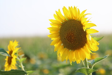 Sunflowers in the beautiful yellow sunbeams