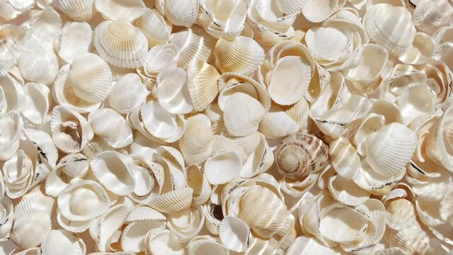 Multiple waves of water cross each other creating ripples spontaneously on shell background | Cosmetics background shot for commercial