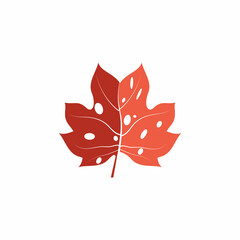 Maple leaf vector illustration design template