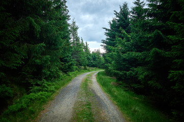 Fototapeta na wymiar A gravel hiking trail. Dense forest with road
