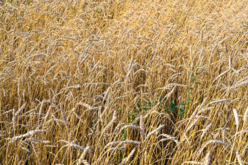 Golden wheat field in the hot summer sunny day. Field of ripening rye in a summer day. Rye ears.
