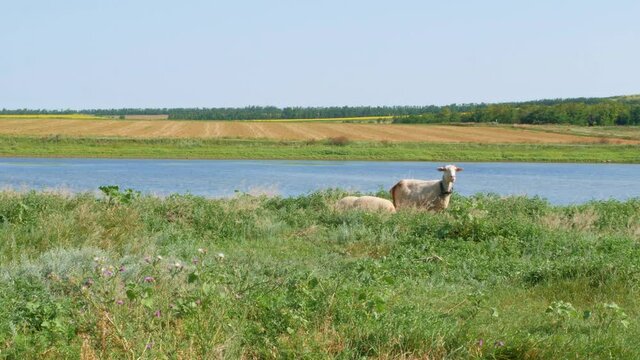 A flock of sheep grazing in a meadow nearby a river in summer danny day. Mother sheep with her two lambs eating grass sleeping near blue water. Countryside landscape colorful nature background 4K.