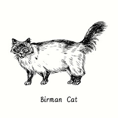 Birman cat standing side view. Ink black and white doodle drawing in woodcut style.