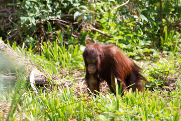 a young Bornean orangutan (Pongo pygmaeus) making faces in low grass with natural woodland in the background