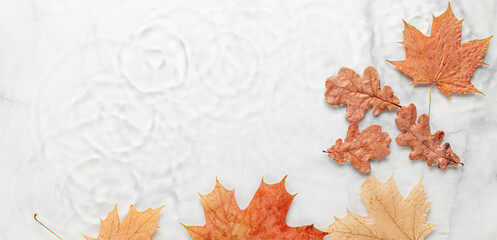 Panoramic Cosmetic background with autumn leaves. Blurred transparent clear water surface with marble texture with splashes and circles from the rain. Trendy abstract nature template banner