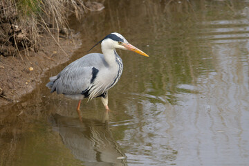 Grey Heron (Ardea cinerea) standing at the river bank fishing in the muddy waterwith reflection