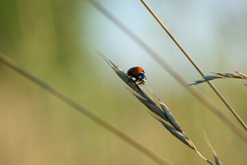 Coccinellidae is a widespread, Ladybird beetle, ladybugs. red beetle with black dots. insects in the wild. natural background. macro nature. ladybug sitting on a meadow plant