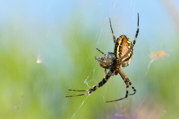 Argiope bruennichi eating his victim. large wasp spider sits on a web on a green background. Argiope Bruennichi, or lat spider wasp. a species of araneomorph spider. black-yellow spider. close-up