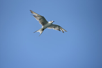 Obraz premium A bird is flying in the sky.