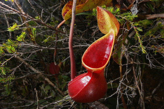 Young red pitcher of Nepenthes lowii, carnivorous pitcher plant on Mount Murud, Sarawak, Borneo