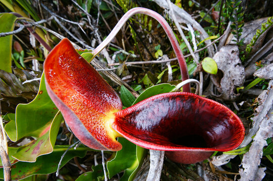 Mouth and lid of the carnivorous pitcher plant Nepenthes lowii, Borneo, Malaysia