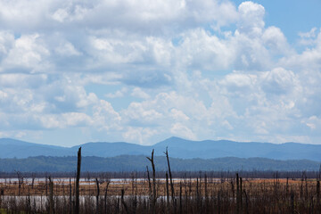 Dead forest because of climate change and drought. Global warming concept