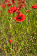 red poppies among the green grass in the summer