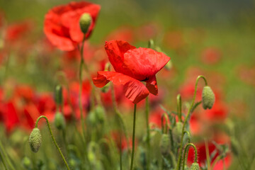 red poppies among the green grass in the summer