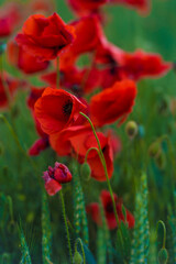 red poppies close-up in a field in summer among the green grass