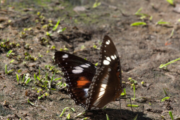 This butterfly was stuck in my background, couldn't fly. I assumed it was pumping its wings.
