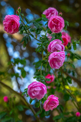 pink climbing garden rose on a green background