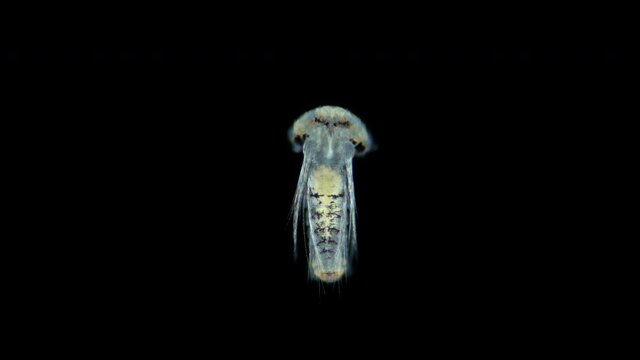 Stage worm larva Nektoheta under a microscope, family Spionidae, class Polychaeta, have two tentacles that seek prey. Barents Sea