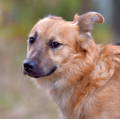 ginger mongrel dog at animal shelter