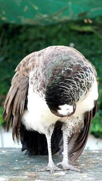 Scared and caged peacock looking attentively at camara. Animals in captivity for zoo