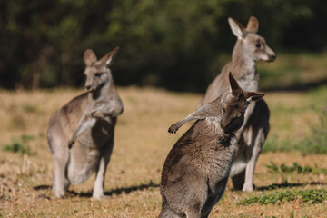 Naklejka na ściany i meble Eastern Grey Kangaroo, Ulladulla, NSW, Australia. 