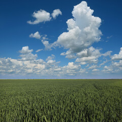 Green wheat plants field in early spring with blue sky and white clouds
