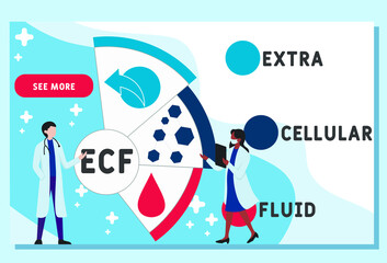 Vector website design template . ECF - Extracellular fluid acronym. medical concept. illustration for website banner, marketing materials, business presentation, online advertising.
