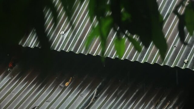 Rainwater is falling down on the warp galvanized tin roofing sheet. Heavy rain on the leaves of the trees and on the tin roof. Outdoors view of a cloudy rainy day. 