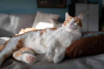 brown and white cat with yellow eyes lying on a sofa, looks up