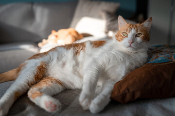 brown and white cat with yellow eyes lying on a pillow, looks at the camera